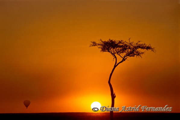 Mara-Sunset-with-lone-Acacia-tree-and-rising-balloon